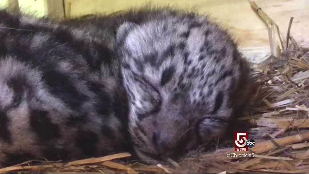 Snow leopard cubs bring joy to Stone Zoo visitors