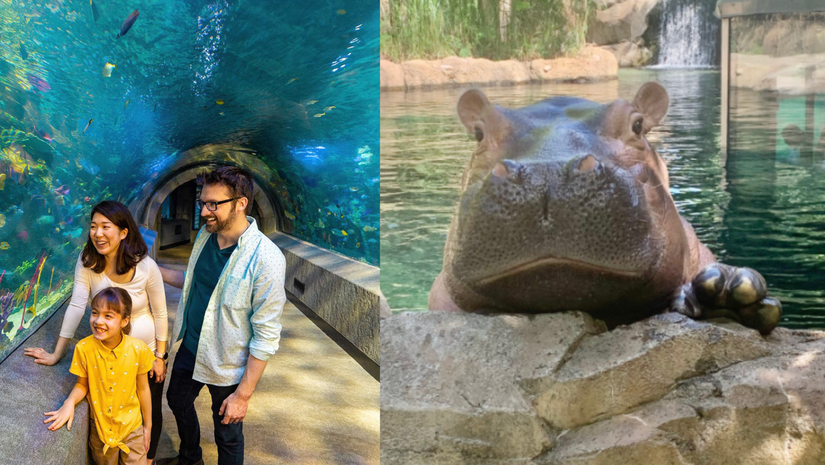 Cincinnati Zoo, Newport Aquarium ranked among best in the nation