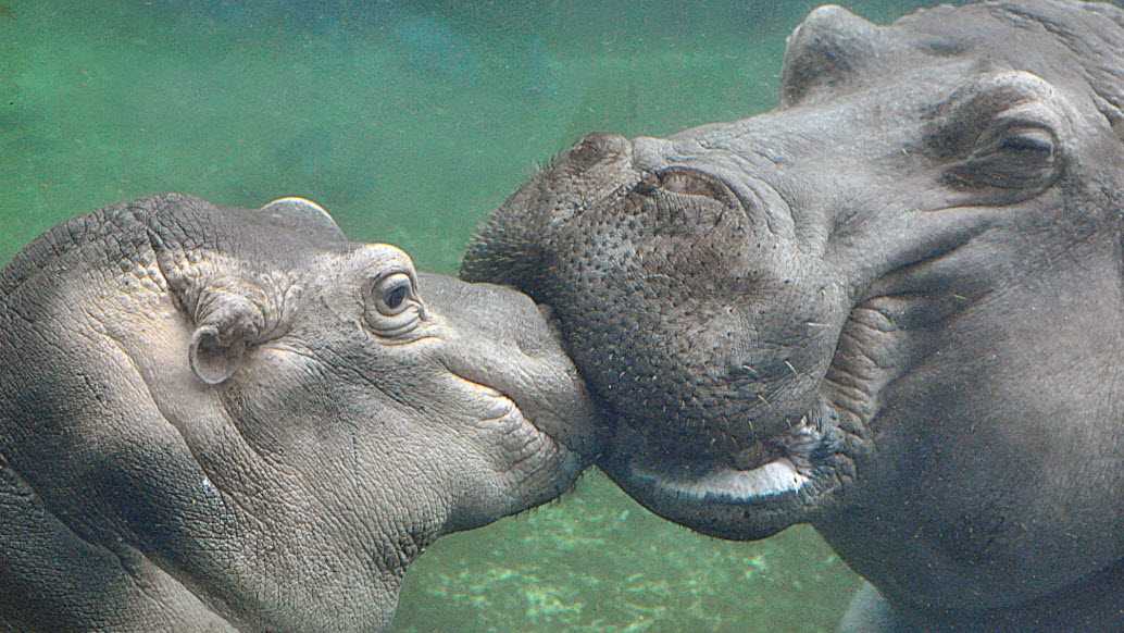 Cincinnati Zoo celebrating zoo babies all month long