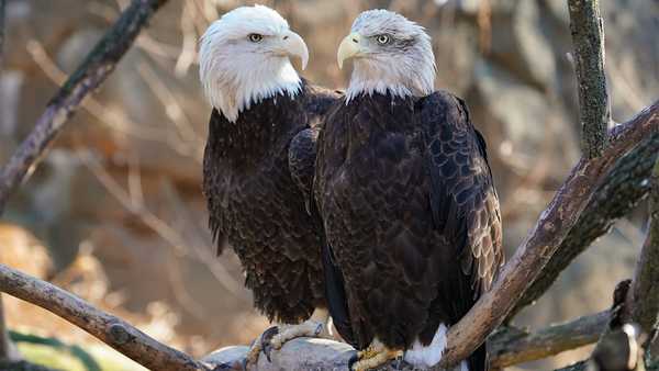 Cincinnati Zoo has taken in wounded, flightless bald eagle