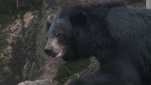 Bear escapes spot of enclosure at Jackson Zoo Bear escapes spot of enclosure at Jackson Zoo