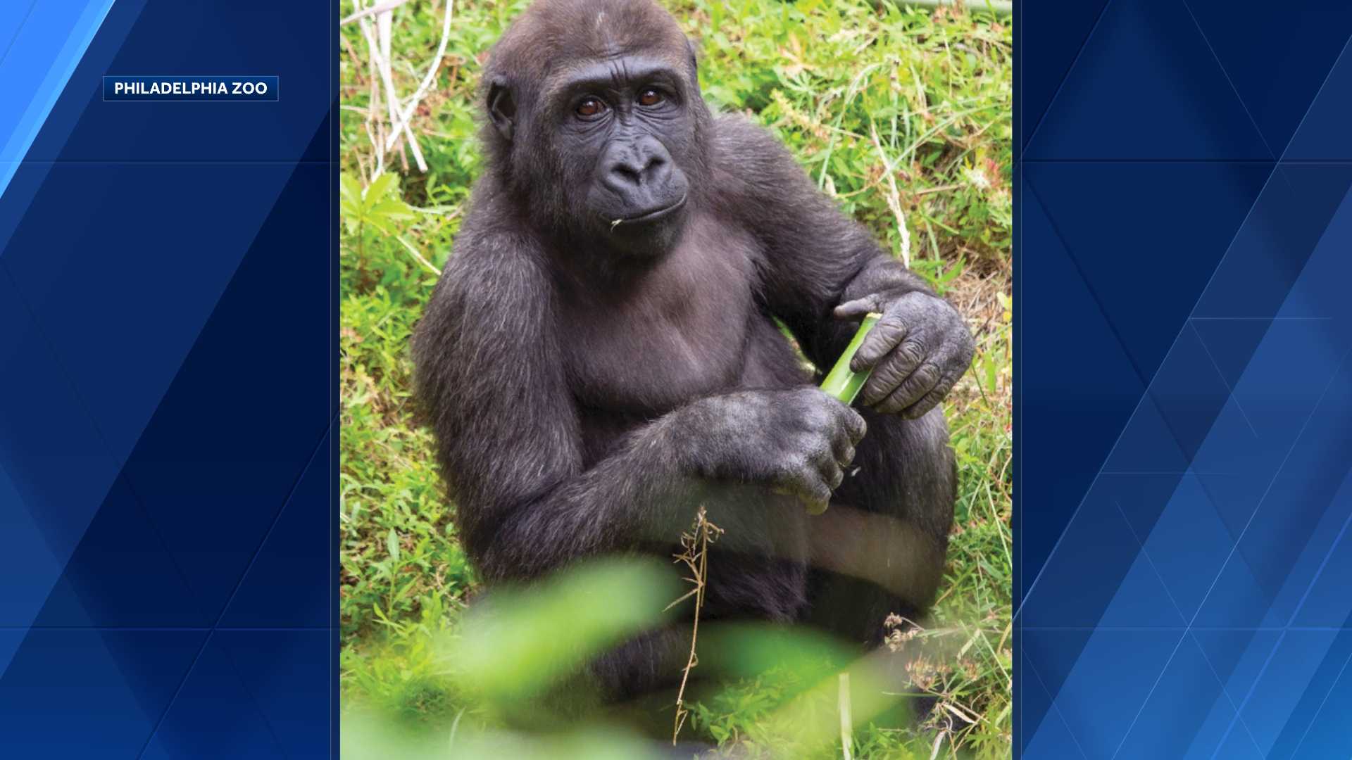 Henry Doorly Zoo new gorilla ties to Omaha - KETV