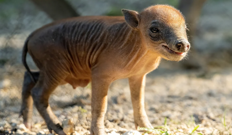 Zoo Miami Welcomes Endangered Babirusa