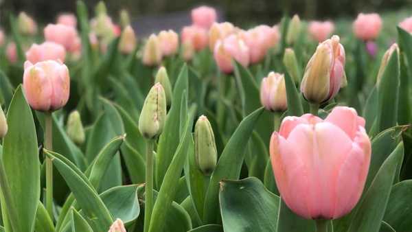 More Than 100 000 Tulips Quietly Bloom At Cincinnati Zoo Amid