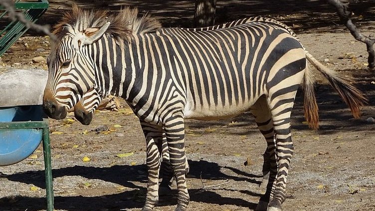 Zebra Injuries Zebra at ABQ BioPark passes away from possible neck injury