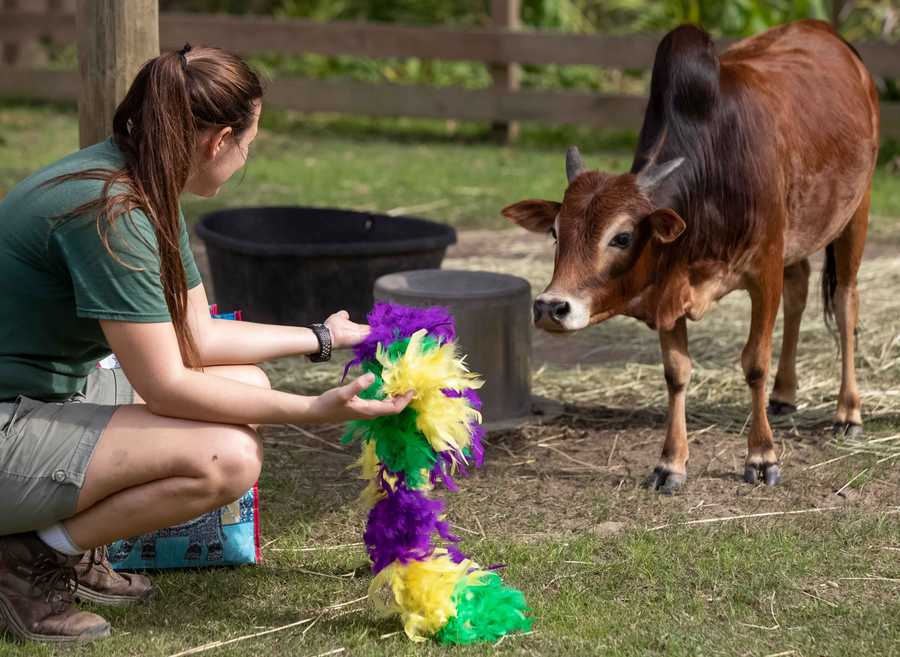 boo zoo mardi gras