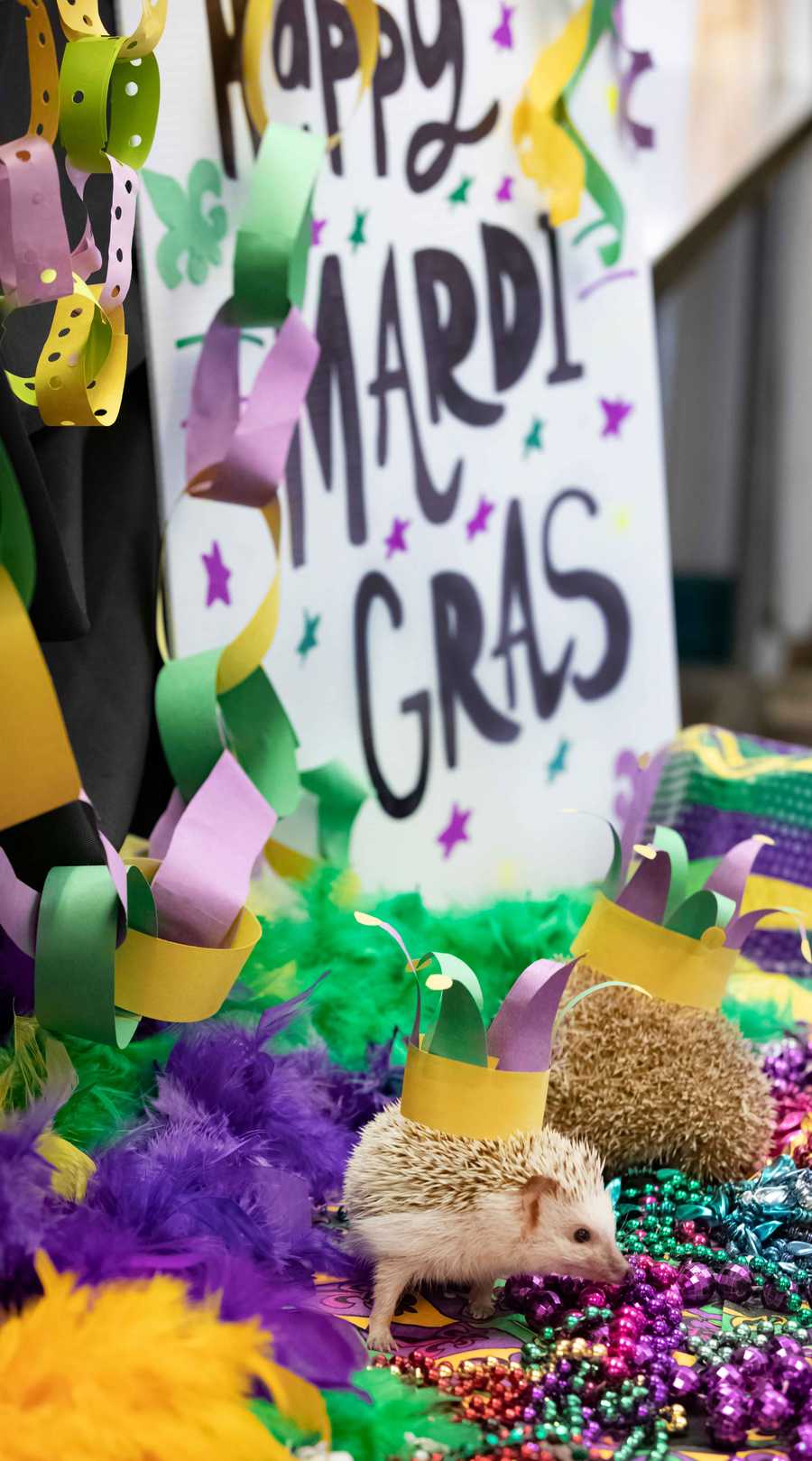 audubon zoo mardi gras hours