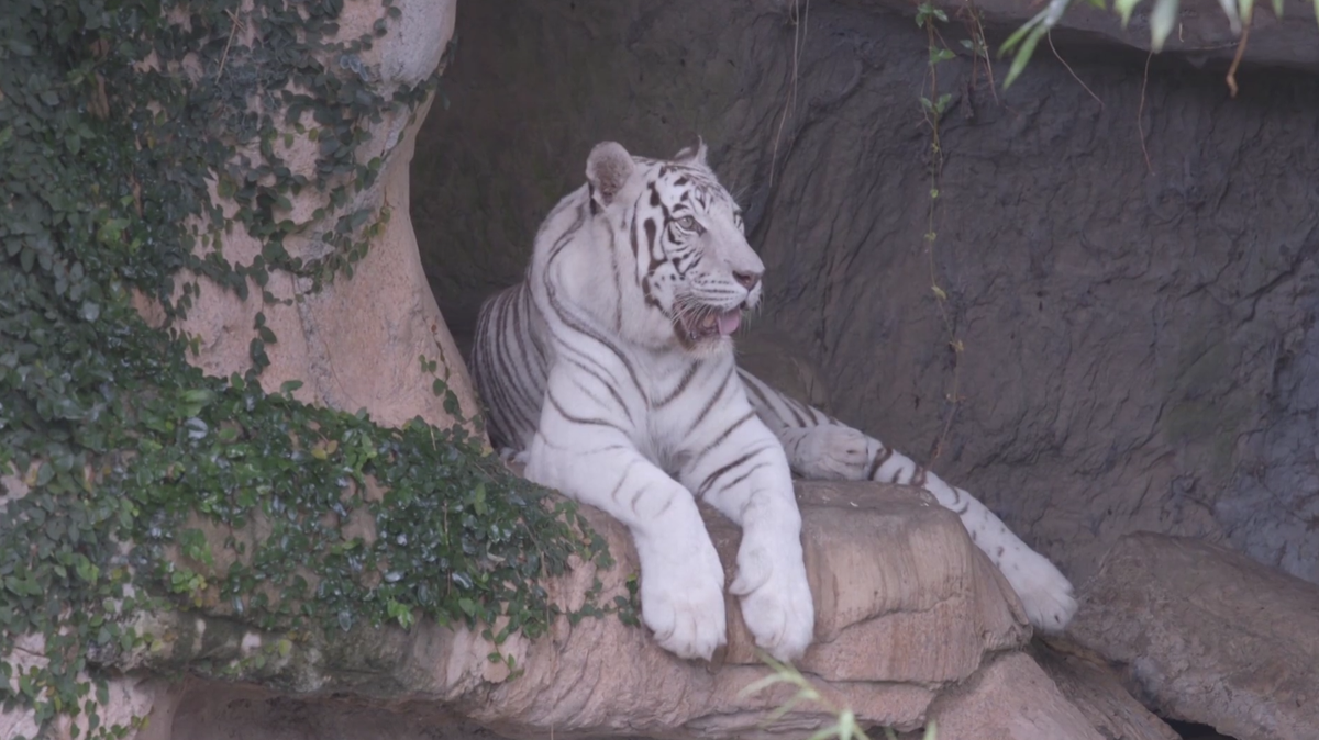 King Zulu, Audubon Zoo's 20-year-old white tiger, dies after steep