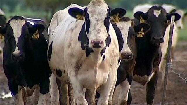 Us Lifts Brazilan Beef Import Ban Amid Quality Concerns 