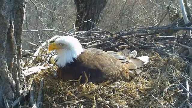 Bald eagle sightings soar in eastern western Iowa, Nebraska