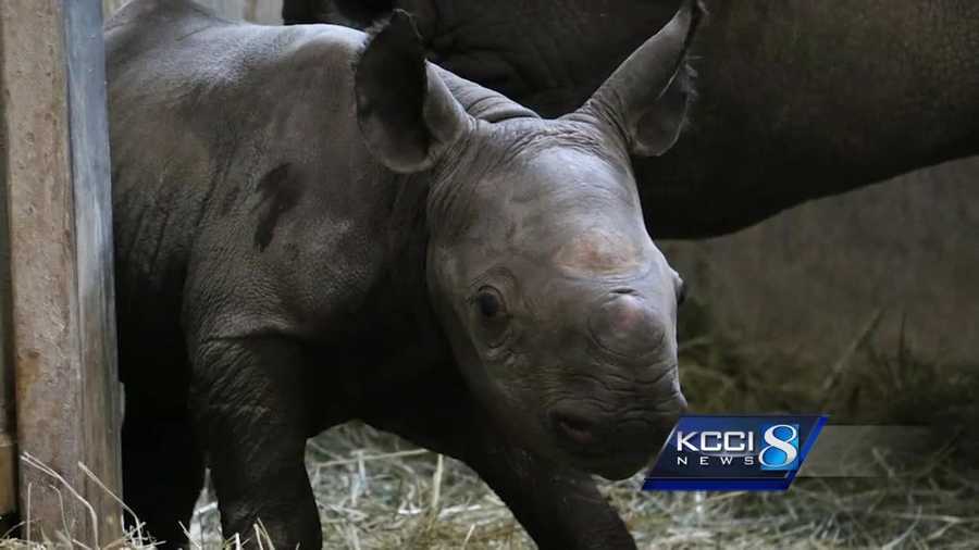 Meet the Blank Park Zoo's new baby girl rhino.