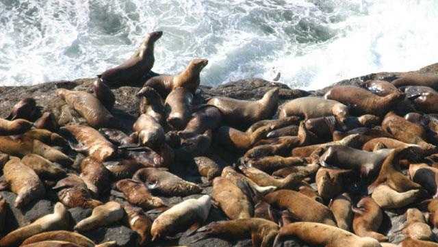 Study: California sea lion population has tripled in 40 years