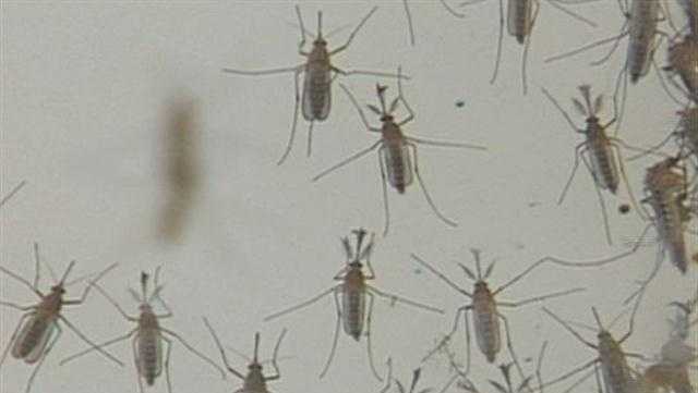 Dead bird with West Nile Virus discovered in San Joaquin County - Vimarsana News