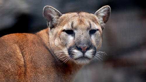 Mountain lion spotted in Citrus Heights, officials say - KCRA Sacramento