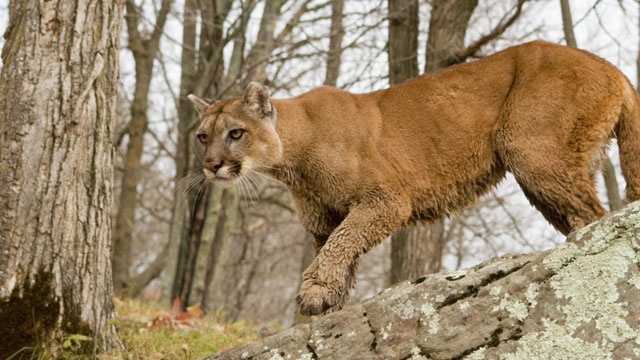 The Latest 1 Killed 1 Satisfactory Condition After Cougar Attack 3713