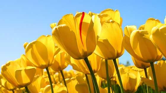 Allergy season in NorCal: Last year was bad, so is this year - Vimarsana News