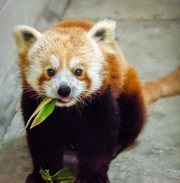 10-month-old red panda arrives at San Francisco Zoo - KCRA