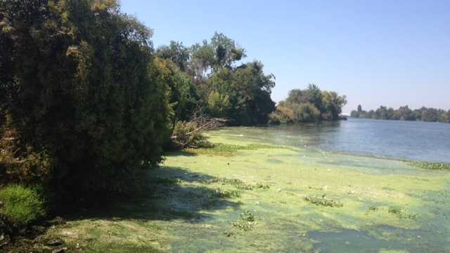 Toxic algae bloom warning issued for Delta areas in Contra Costa Co. - KCRA Sacramento