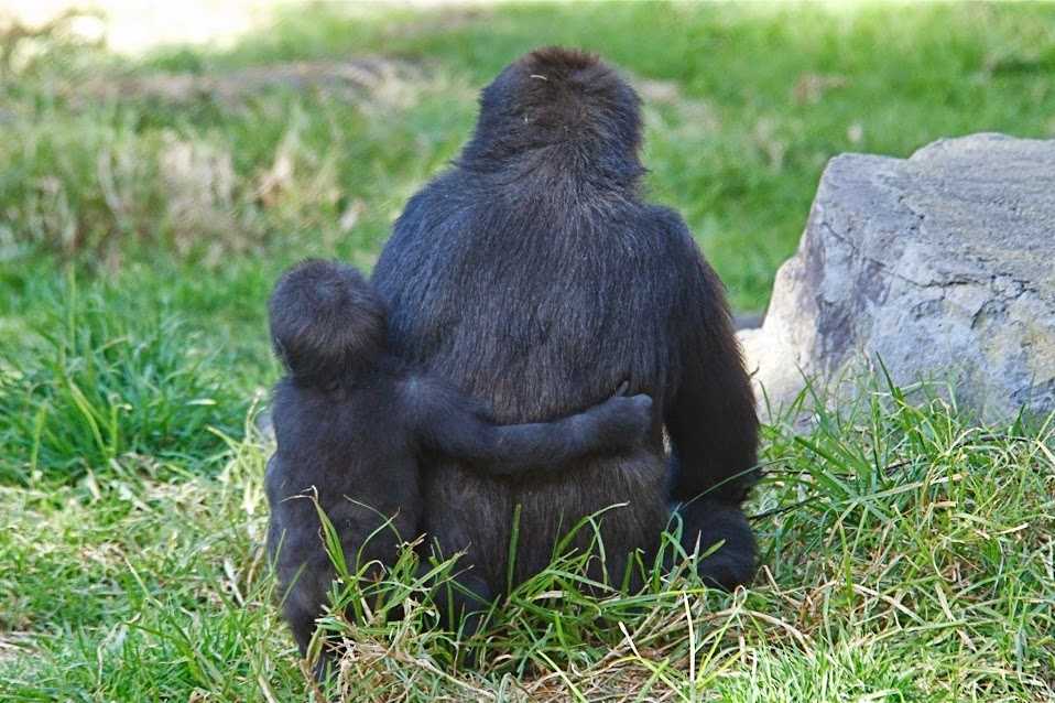 Probe finds San Francisco Zoo gorilla pen unsafe - KCRA