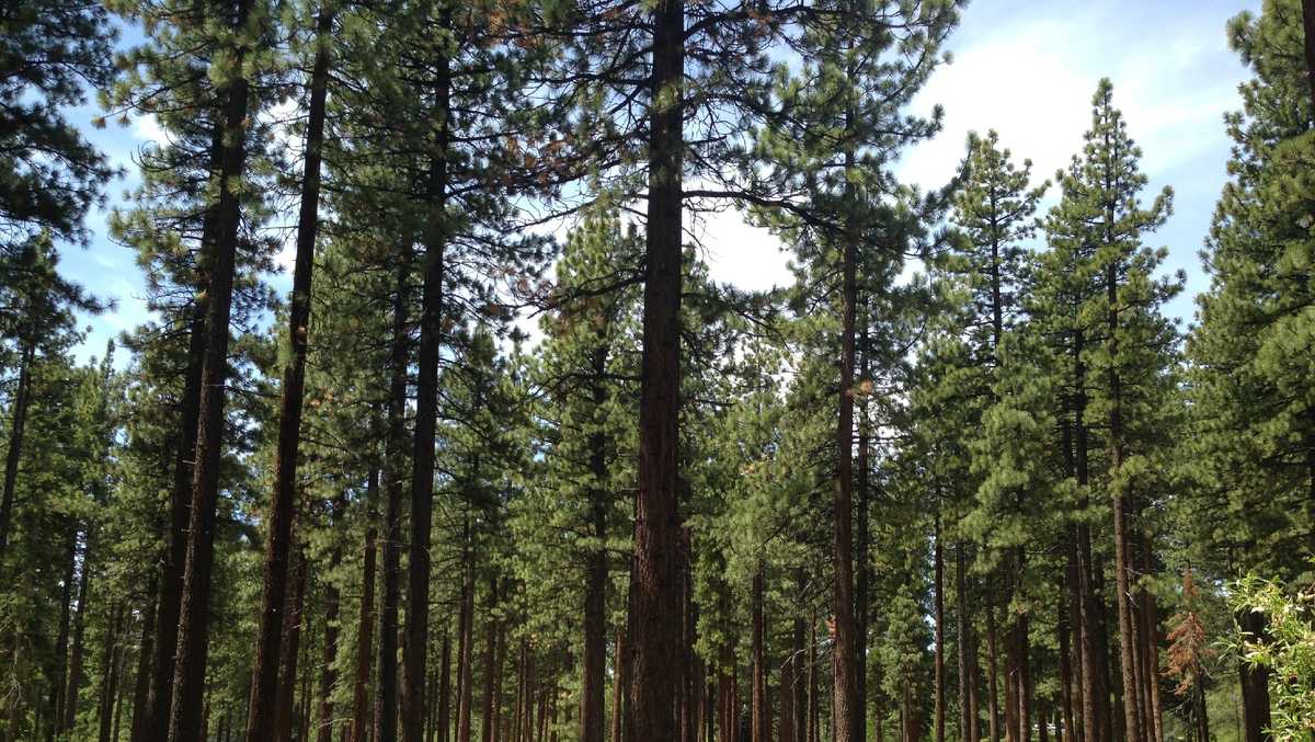 You can cut your own Christmas tree in this NorCal forest