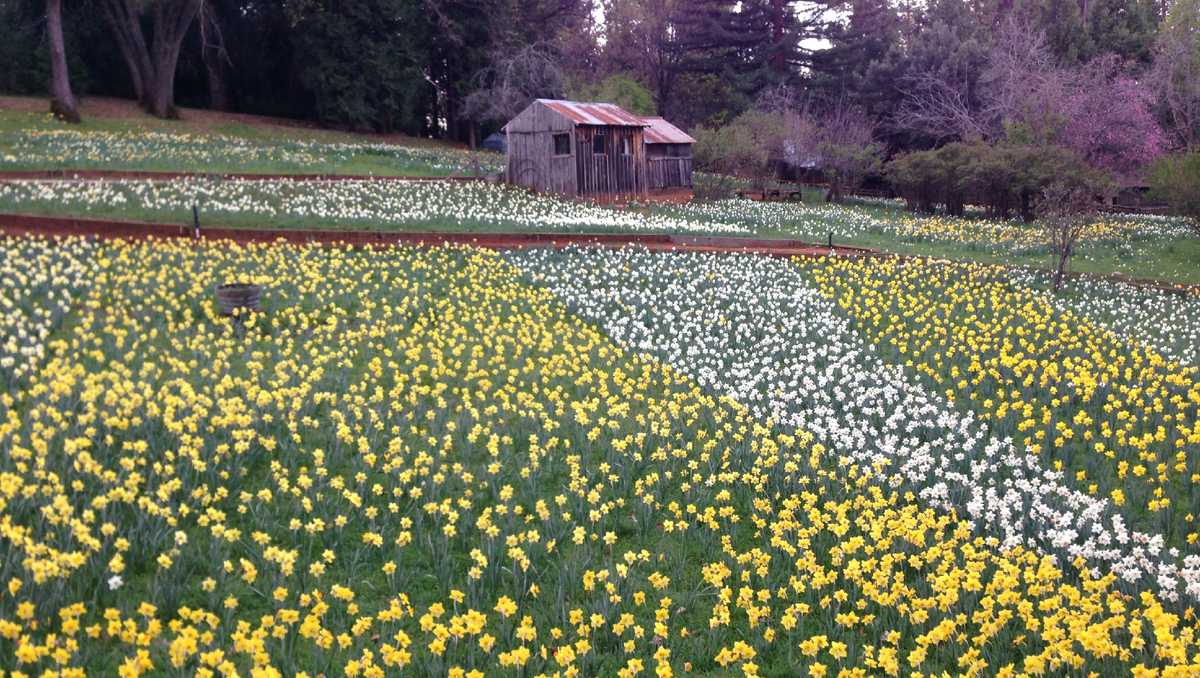 Daffodil Hill owner on closure 'Our success led to our demise'