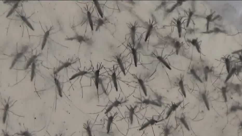West Nile Virus: Risks and Symptoms for All Ages