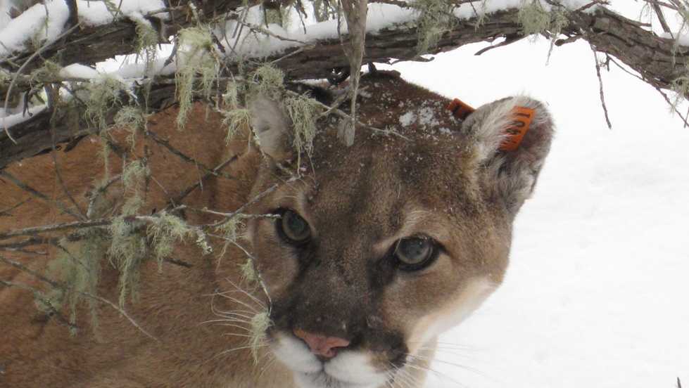 Mountain lion spotted in city in Nebraska Panhandle