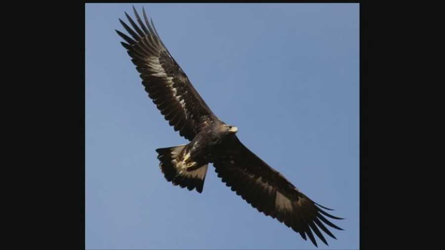 Last week, authorities found a golden eagle shot, and now a search is underway for the person who killed the majestic bird.