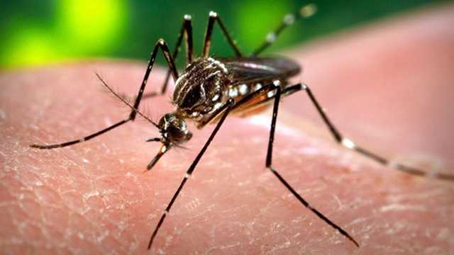 W hrabstwie Douglas potwierdzono pierwsze w tym sezonie przypadki wirusa Zachodniego Nilu