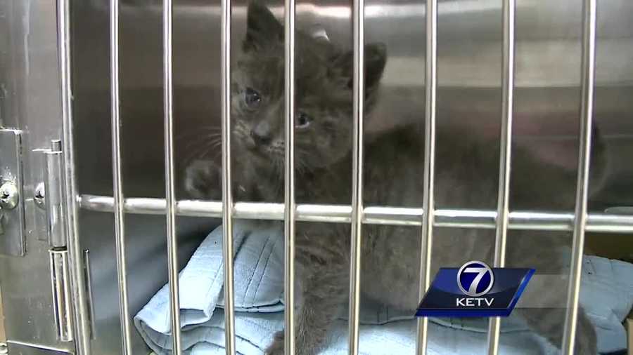Each day, more and more kittens are brought into the kennels at the Nebraska Humane Society, which means they're in need of more foster families.