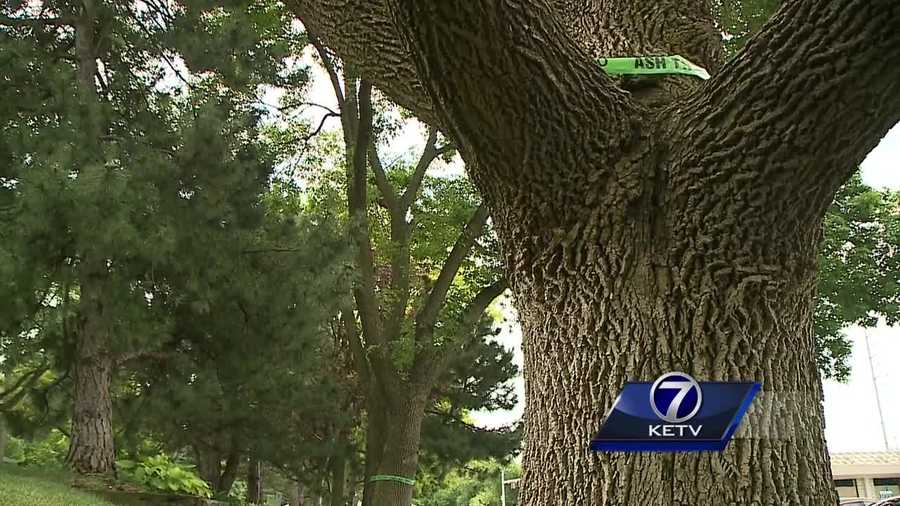 Tree experts in Nebraska say they’ve been swamped with questions about the Emerald Ash Borer beetle.