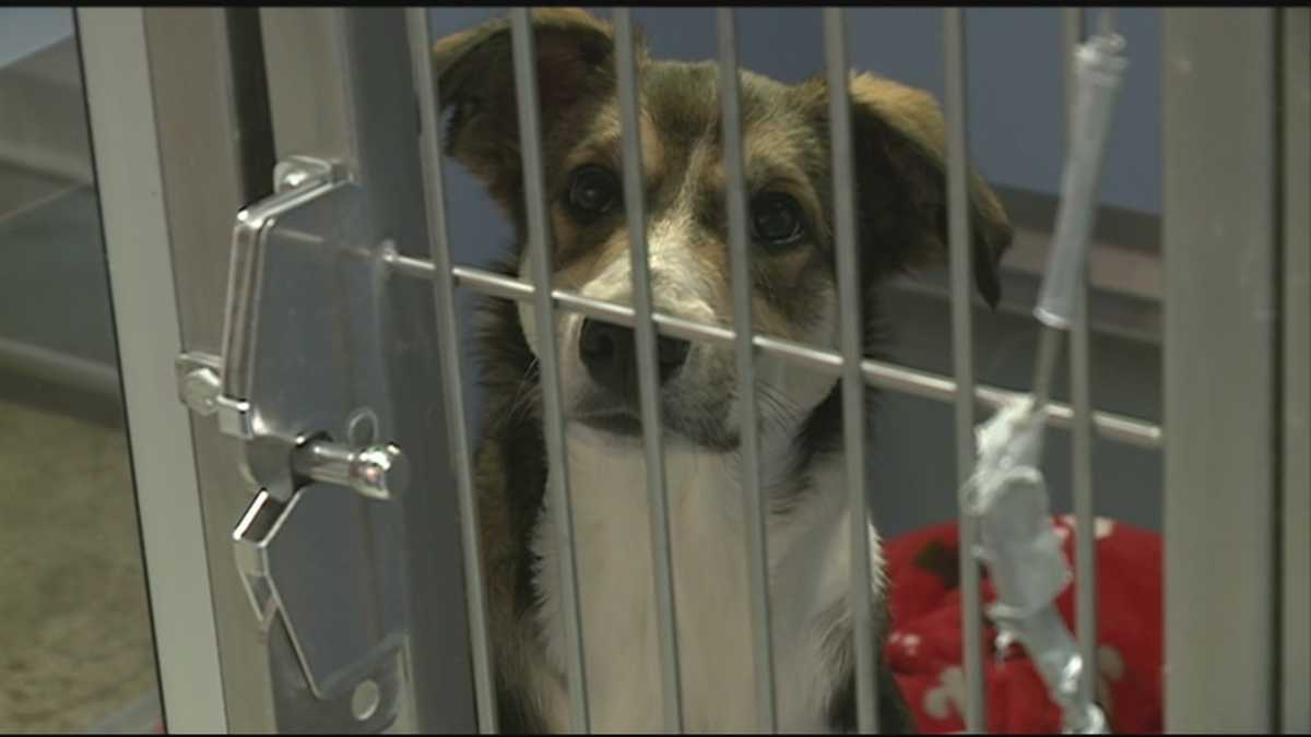 Rogers Animal Shelter hosts Valentine's Adopt-a-Thon