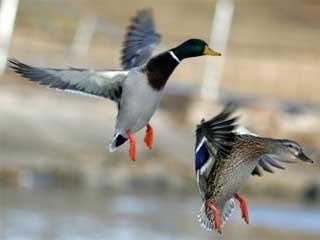 New law makes the federal duck stamp more accessible