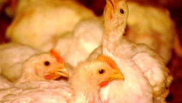 One case of bird flu confirmed in Madison County poultry flock - Vimarsana News