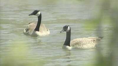 geese in lake - 8678996 MDC encourages awareness of "bird flu"