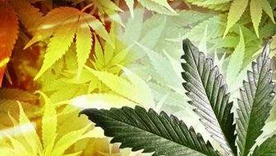 Read more about the article Missouri’s Division of Cannabis Regulation announces recall – KMBC Kansas City