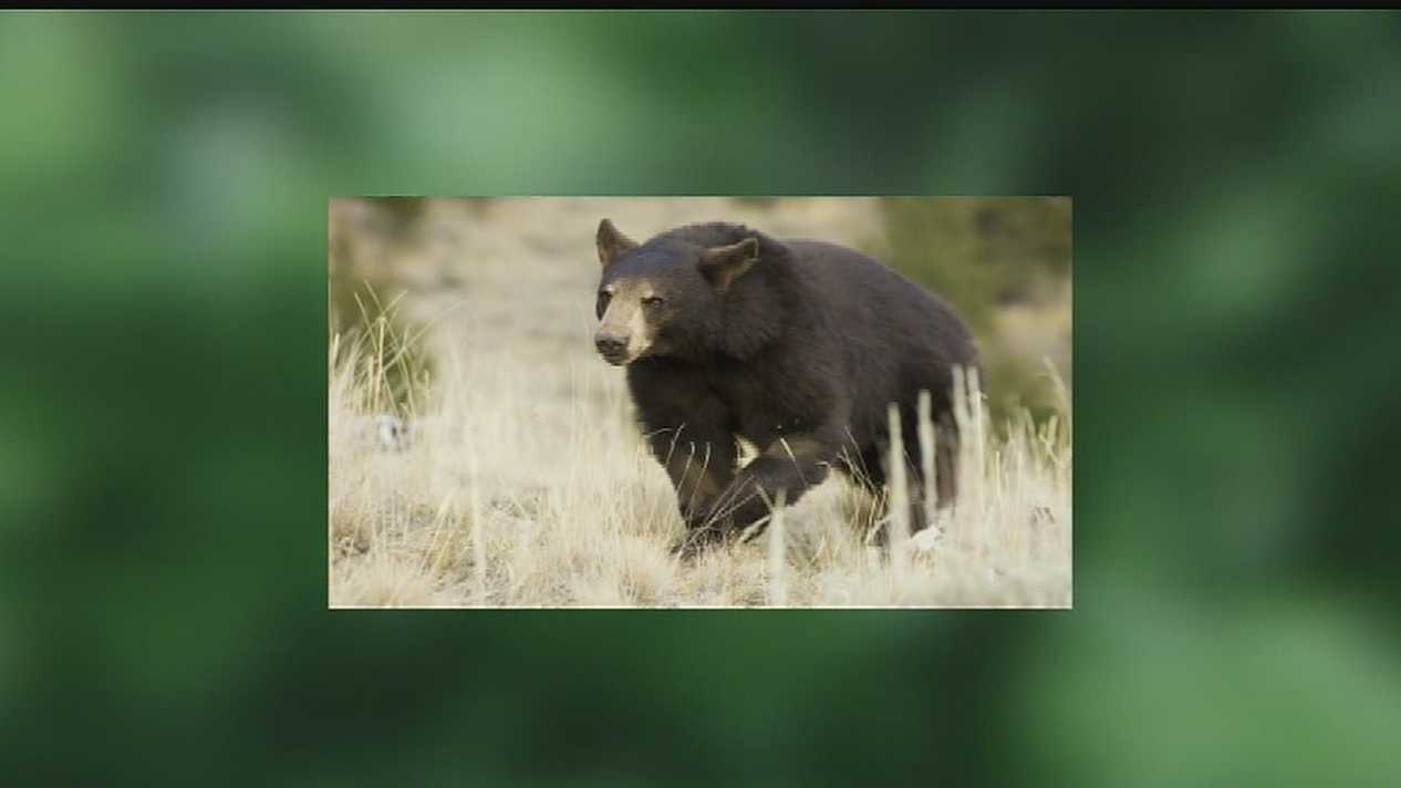 Research: Missouri's black bear population is growing