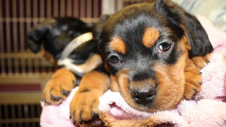 SEMO dorm to allow dogs