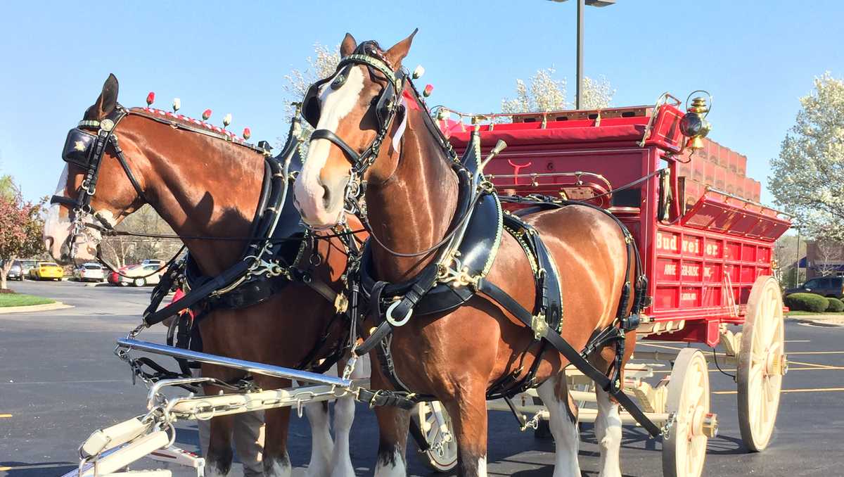 Budweiser Clydesdale horses to visit Kansas City next week