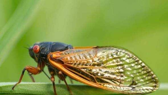 Kansas City to see cicada brood emergence: What to know - Vimarsana News