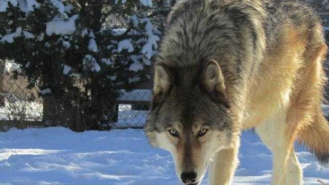 Colorado Releases Wolves In Reintroduction Plan Approved By Voters