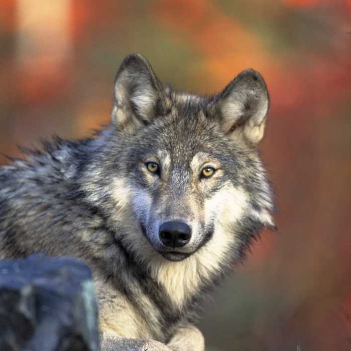 Mexican gray wolves boost their numbers; lack of genetic diversity