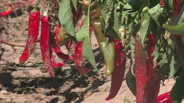 Healthy Soil grants aid land management - Vimarsana News