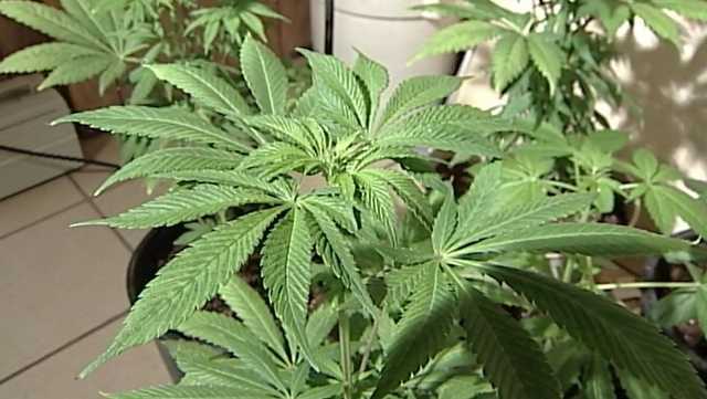 Cannabis Control Division ramping up enforcement - Vimarsana News