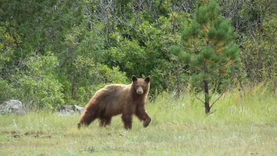 Man bitten by bear near Red River