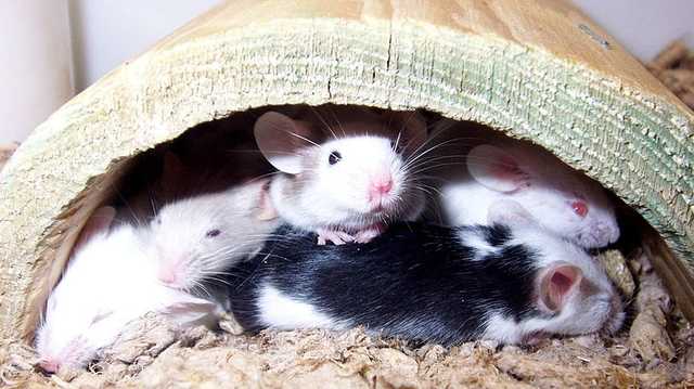2 dead as hantavirus cases increase in New Mexico - Vimarsana News