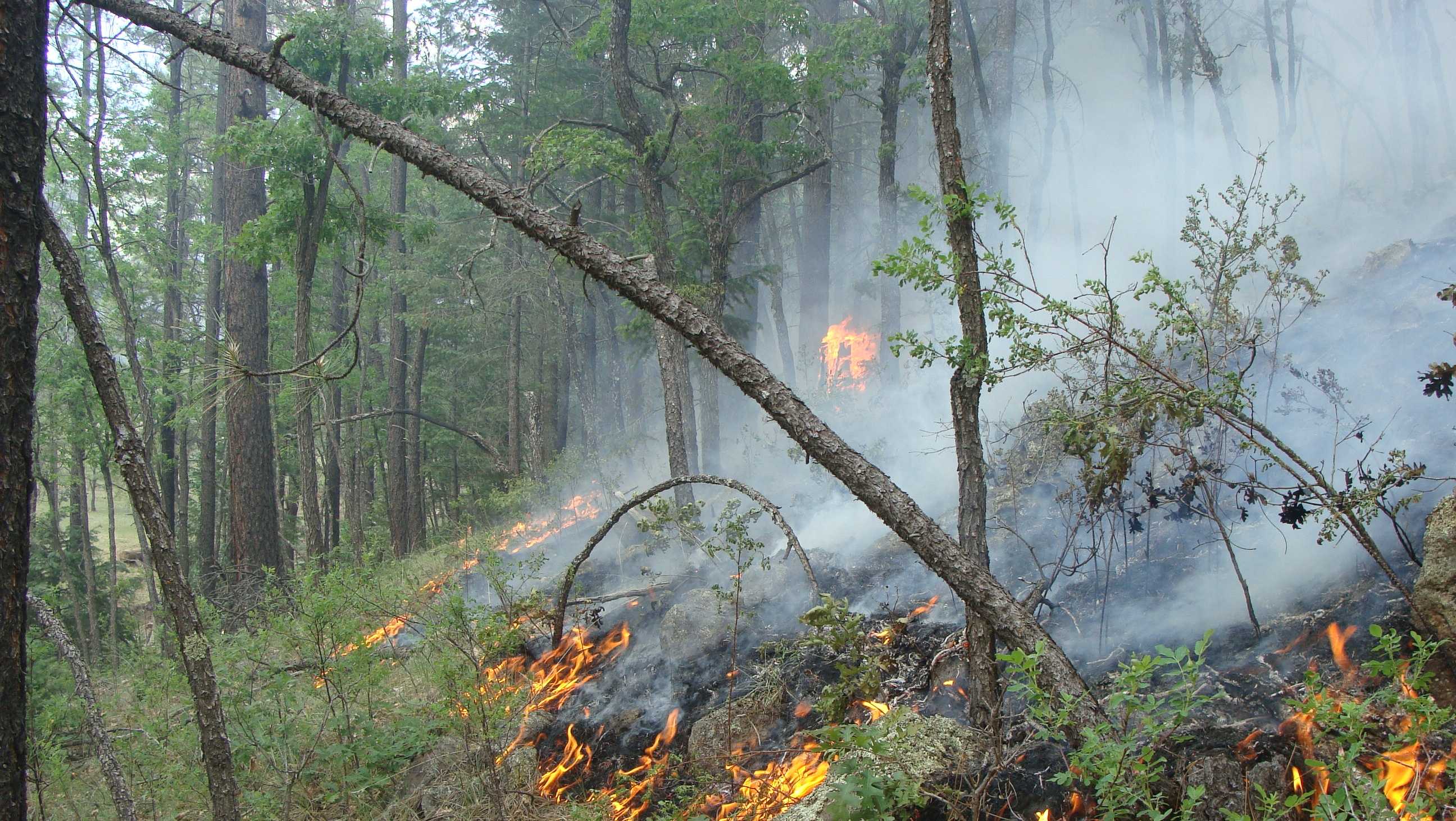 Tips and tricks to stay safe during New Mexico's wildfire season - Vimarsana News