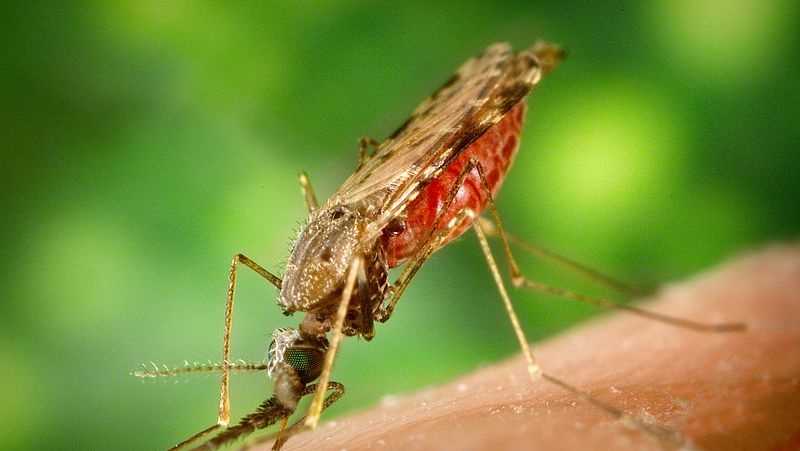 Kasus baru infeksi virus West Nile yang dikonfirmasi