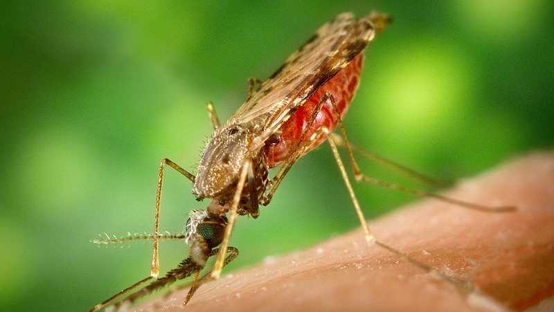 Kasus baru infeksi virus West Nile yang dikonfirmasi