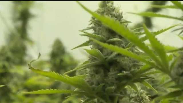 New Mexico cannabis sales in August - Vimarsana News